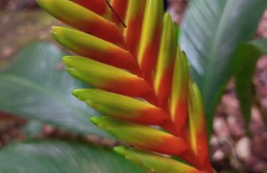 Carneiro Caiçara chalés- Casinhas aconchegantes em Ubatuba - Foto 17