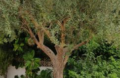 Belle Maison proche plage - Foto 20