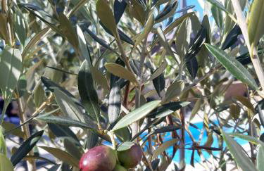 Villa Sidro Krk - Foto 4