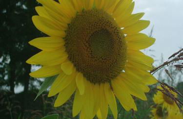 Agriturismo Colombarola - Foto 20