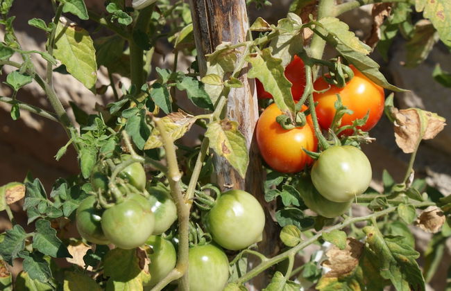 Villa Tonka - Photo 53