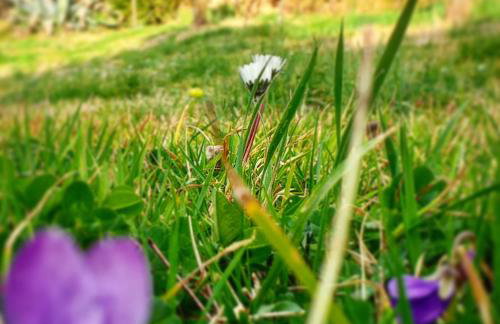 Podere La Vigna Locazione Turistica - Photo 3