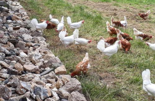 Ferienwohnung Eiernest - Foto 20