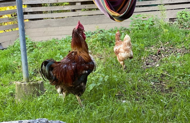 Kaiserhaus Harald Astner Ebbs Studio 2 - Foto 33