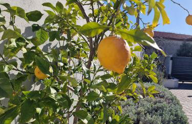 villa flores - Foto 30