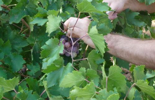 Hort de L'Aubert - Foto 38