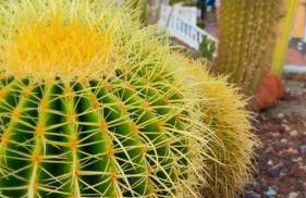 Apartamento Las Palmeritas Palm Mar Tenerife Sur - Foto 61