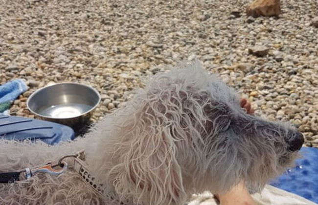 Appartement Lady Daniela - Foto 4