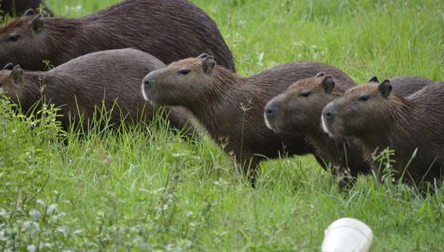 Capibaras