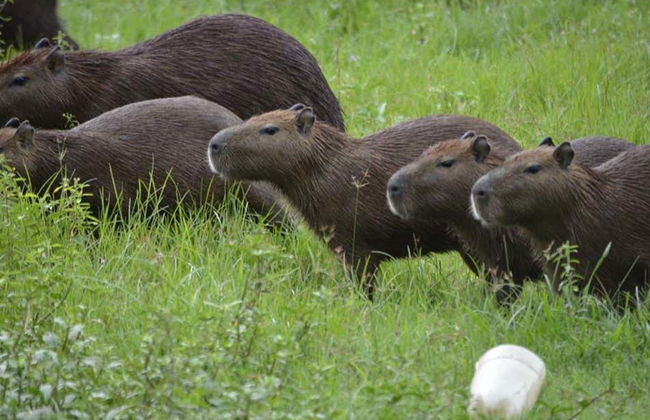 Complete Tour of Trinidad - Foto 3