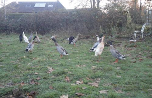 Ponderosa-Hütte im Wald - Foto 15