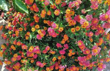 Apartments Daniela - Foto 60