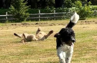 The Estate - Photo 11