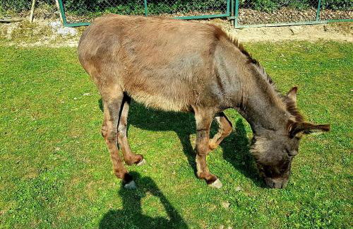 Alpakowy raj - Foto 66