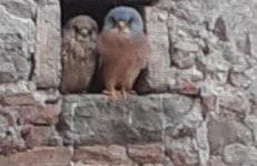 Nonno Sandro - Foto 17