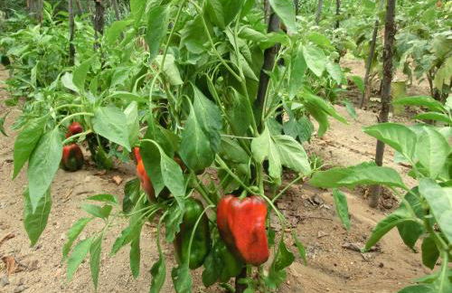 Apartamento en pleno Montseny Mas Romeu Turisme Rural - Foto 58