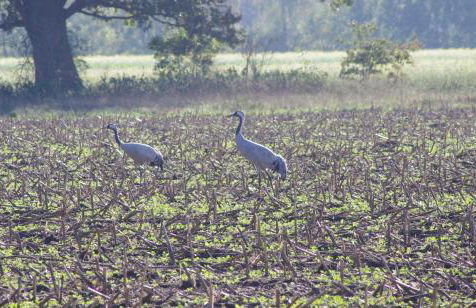 Kranich-Holzferienhaus 'Kleine Auszeit' - Foto 19