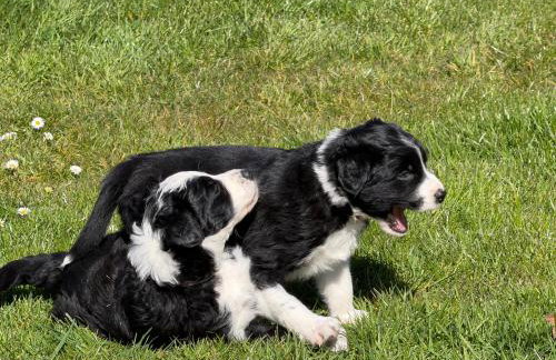 Familienurlaub mit Hund, Wellness & Bauernhoferlebnis im Münsterland - Photo 42