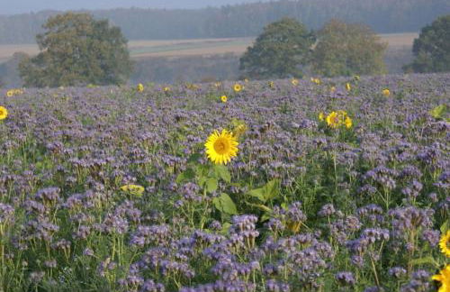 Gästehaus Margerite - Photo 18