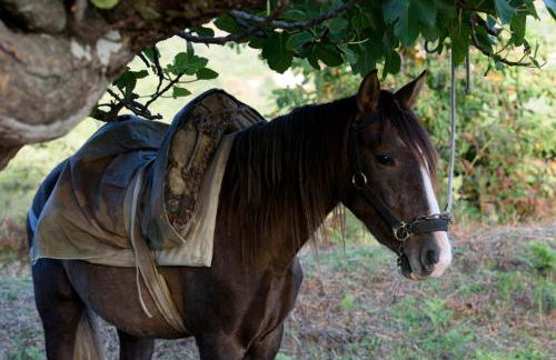 Abejas 2 de El Vergel de Chilla - Photo 35