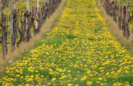 Ferienappartement Hennen - Foto 37