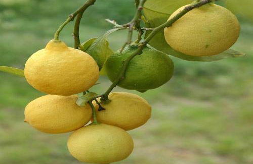 Tuscany Bliss: Garden Retreat - Foto 35