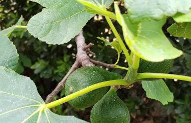 Apartman Mimi - Foto 50