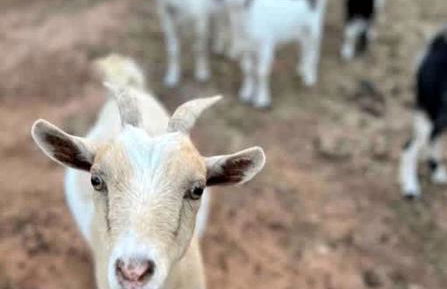 Tranquil Modern Cabin with Friendly Farm Animals & Pond Views Near Cedar Creek, Texas - Photo 26