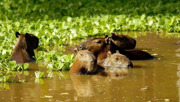 Capivaras na Amazônia