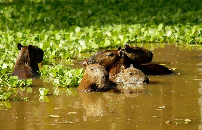 Tour de 6 dias pelo rio Yanayacu - Foto 4