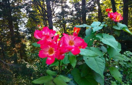 Elementi FUOCO - Photo 16