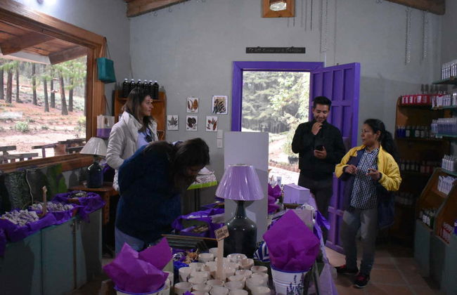 Champs de lavande, Hacienda de Chautla et Val'Quirico - Photo 4