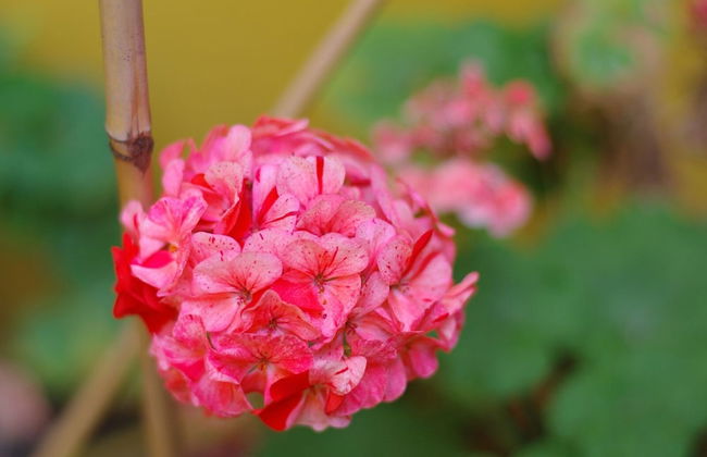 The London Agent The Strand - Foto 20