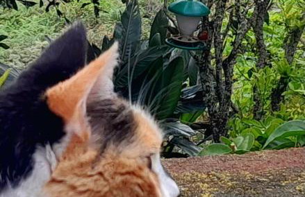 La casita del Lagar - Photo 2