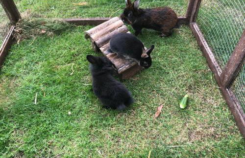 Ostseebauernhof Familie Jäger - Foto 9