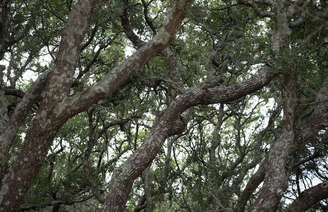 Atlantic Beach Resort, a Ramada by Wyndham - Foto 64