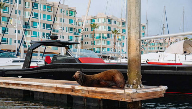 Passeio de barco elétrico por Marina del Rey com avistamento de leões-marinhos - Foto 5, Vamos poder ver os leões-marinhos
