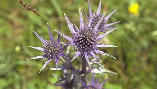 Chalet Le Gentiane - Photo 5