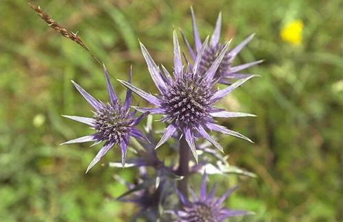 Chalet Le Gentiane - Photo 5