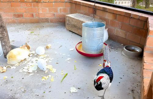 ASA | Villa Esmeralda | Pub | Piscina | Riacho - Photo 19