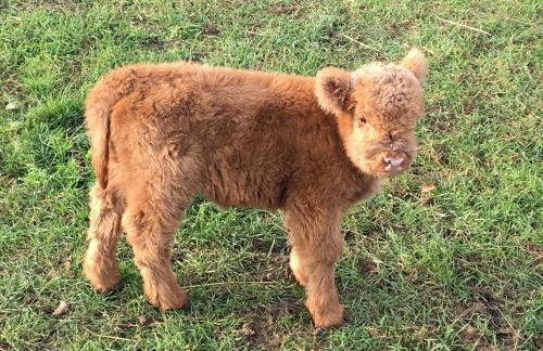 Ferienwohnung auf dem Bauernhof - Foto 26