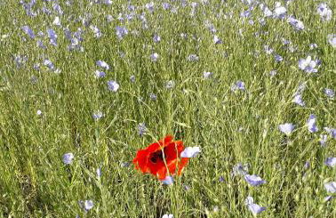 Gîte Les Guernazelles - Foto 33