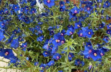 Pretty coastal victorian cottage in Yarmouth IOW - Foto 19