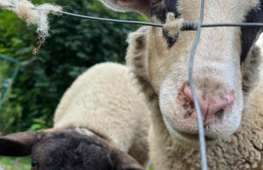 Gîtes du Saut des Cuves - Foto 6