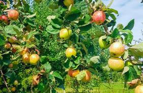 Ferien unnern Appelboom (80m2 Wohnung mit großem Garten) - Foto 29