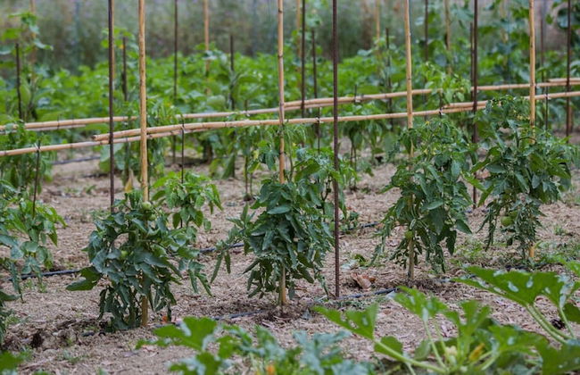 Aneli Villas - Villa Elissavet - Foto 45