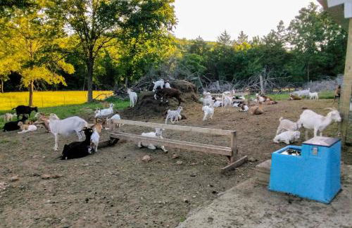 Unique Creekside Escape - Enjoy On-Site Goats! - Foto 31