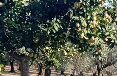 Κτήμα Verde - Foto 53