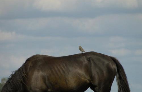 Stajnia Lisewo - Foto 21
