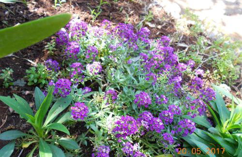 Apartments Marijana - Foto 30